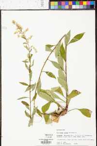 Solidago tarda image