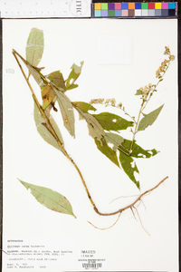 Solidago tarda image