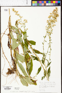 Solidago tarda image