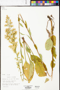 Solidago tarda image