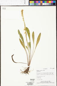 Solidago stricta image