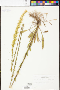 Solidago stricta image