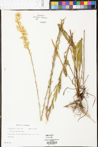 Solidago stricta image