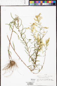 Solidago tortifolia image