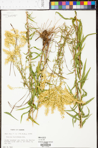 Solidago tortifolia image