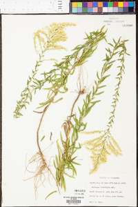 Solidago tortifolia image