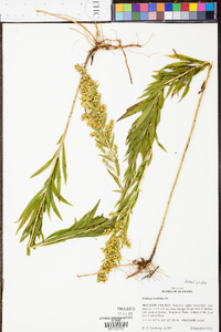 Solidago tortifolia image