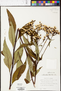 Vernonia flaccidifolia image