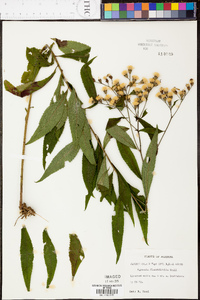 Vernonia flaccidifolia image