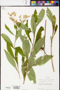 Vernonia flaccidifolia image