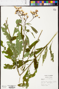 Vernonia flaccidifolia image