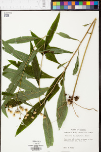 Vernonia flaccidifolia image