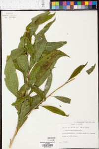 Vernonia flaccidifolia image