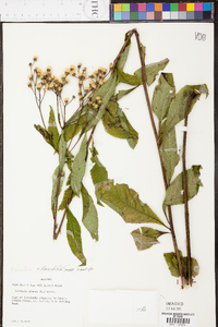 Vernonia flaccidifolia image