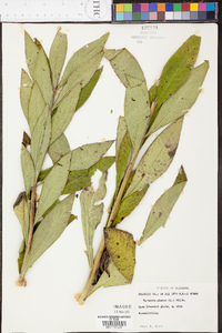 Vernonia glauca image