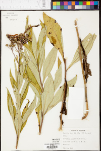 Vernonia glauca image