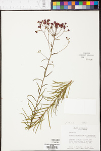 Vernonia angustifolia image