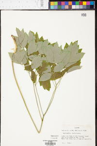 Caulophyllum thalictroides image