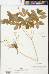 Caulophyllum thalictroides image