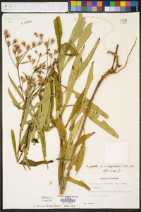 Vernonia texana image