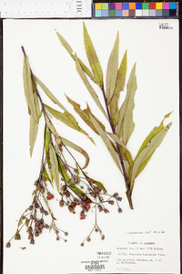 Vernonia missurica image