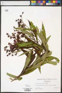 Vernonia noveboracensis image