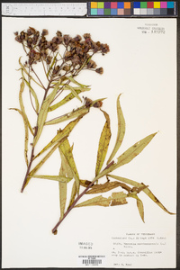 Vernonia noveboracensis image