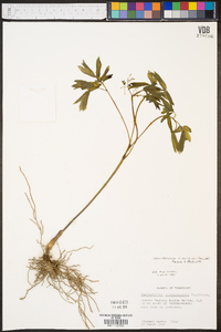 Caulophyllum giganteum image