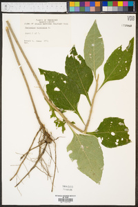 Verbesina virginica image