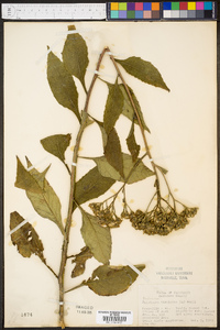 Phaethusa virginica image