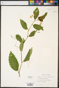 Impatiens pallida image