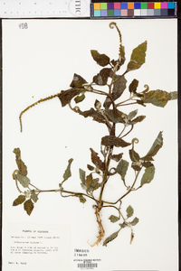 Heliotropium indicum image