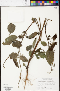 Heliotropium indicum image