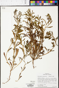 Heliotropium curassavicum image