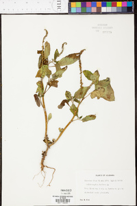 Heliotropium indicum image