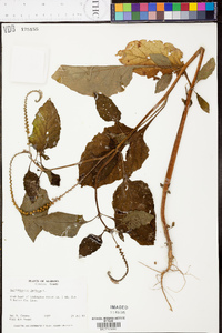 Heliotropium indicum image