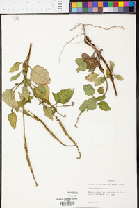 Heliotropium indicum image