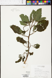 Heliotropium indicum image