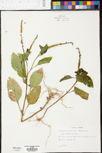 Heliotropium indicum image