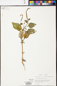 Heliotropium indicum image