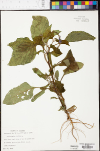 Heliotropium indicum image