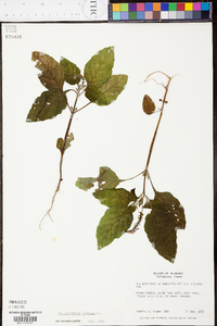 Heliotropium indicum image