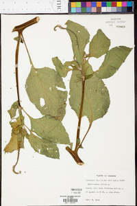 Heliotropium indicum image