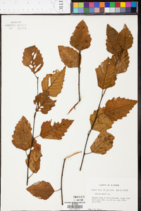 Betula lenta image