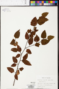 Betula lenta image