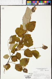 Betula lenta image