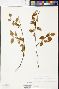 Betula lenta image