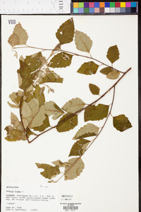 Betula lenta image