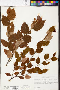 Betula lenta image