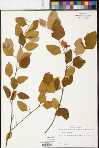 Betula lenta image